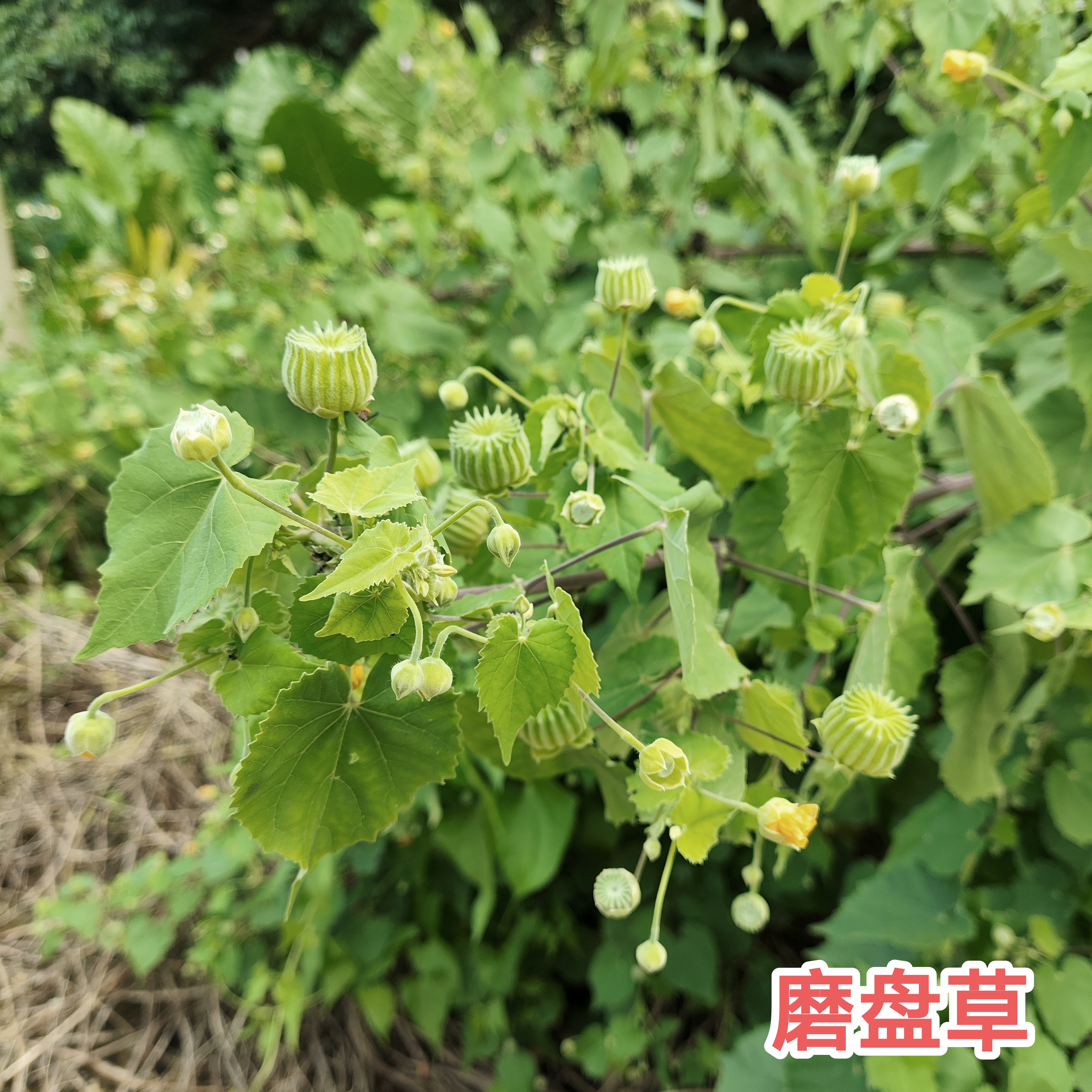 磨盘草 金花草 唐挡草 广东茂名耳响草 新鲜现采现发枝叶纯根包邮