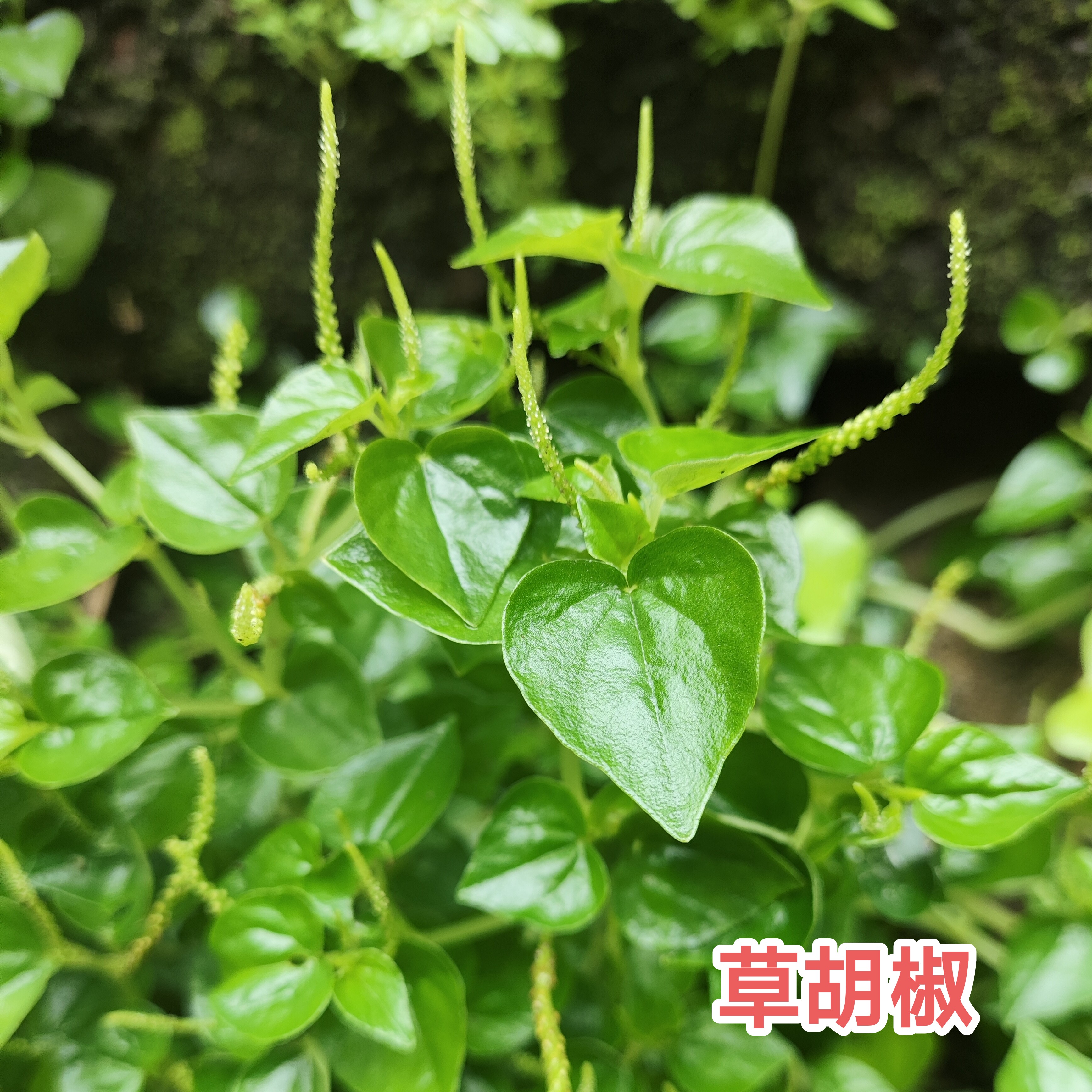 新鲜草胡椒广东茂名现采现发纯天然中草药翡翠椒草石婵草250g包邮