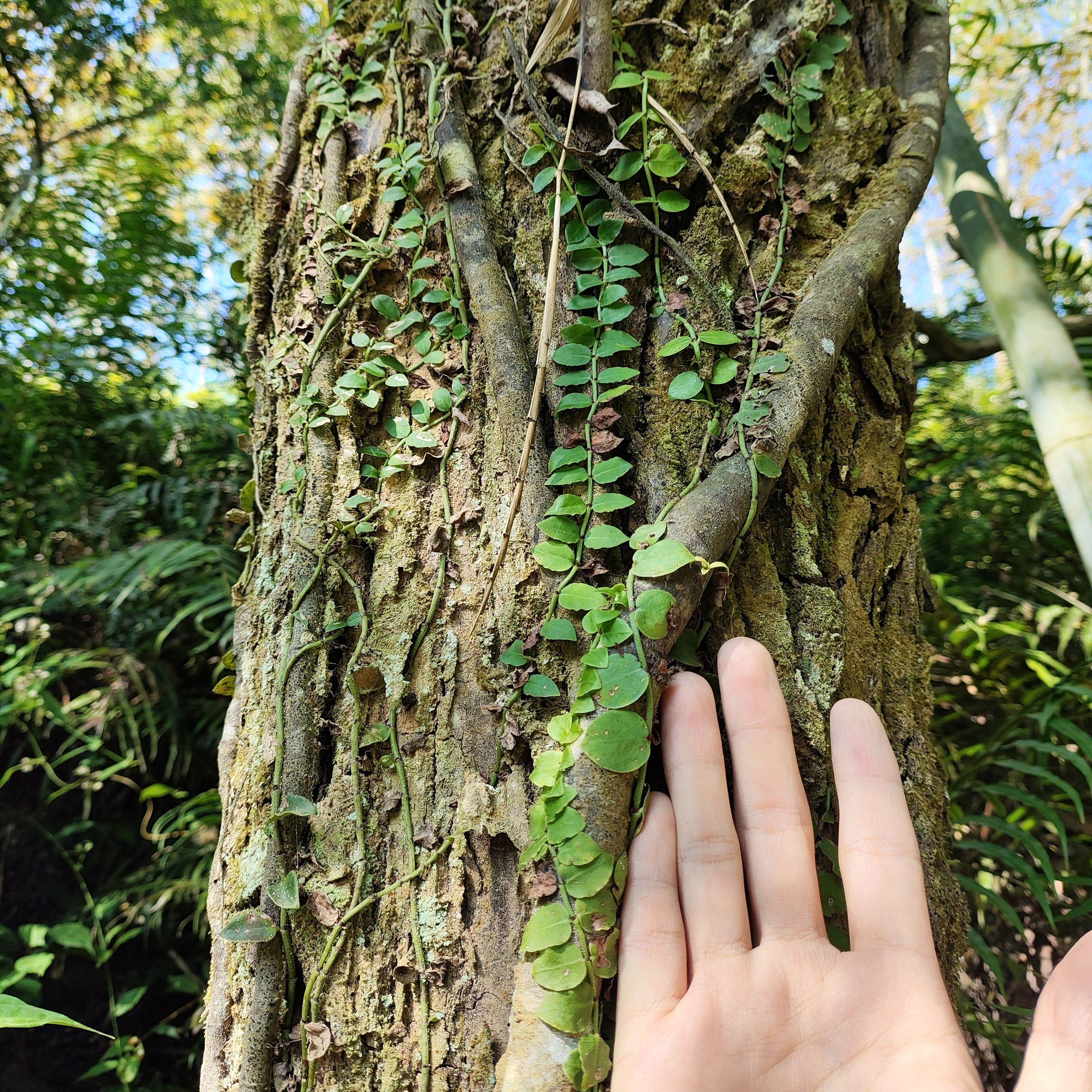 蔓九节 新鲜穿根藤伸筋藤白花风不动 匍匐九节崧根藤上树龙中药材