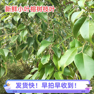 广东新鲜榕树枝叶 现采现发小叶榕树叶中草药材榕树鲜品500克包邮