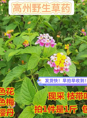 新鲜采摘野生五色梅臭草五色花止痒现摘马樱丹枝叶七色如意花洗澡