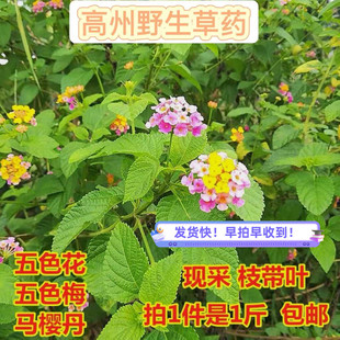 新鲜采摘野生五色梅臭草五色花止痒现摘马樱丹枝叶七色如意花洗澡