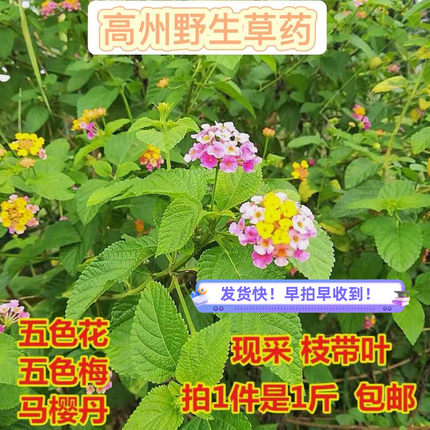 新鲜采摘野生五色梅臭草五色花止痒现摘马樱丹枝叶七色如意花洗澡