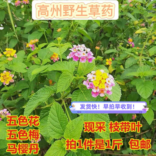 新鲜采摘野生五色梅臭草五色花止痒现摘马樱丹枝叶七色如意花洗澡