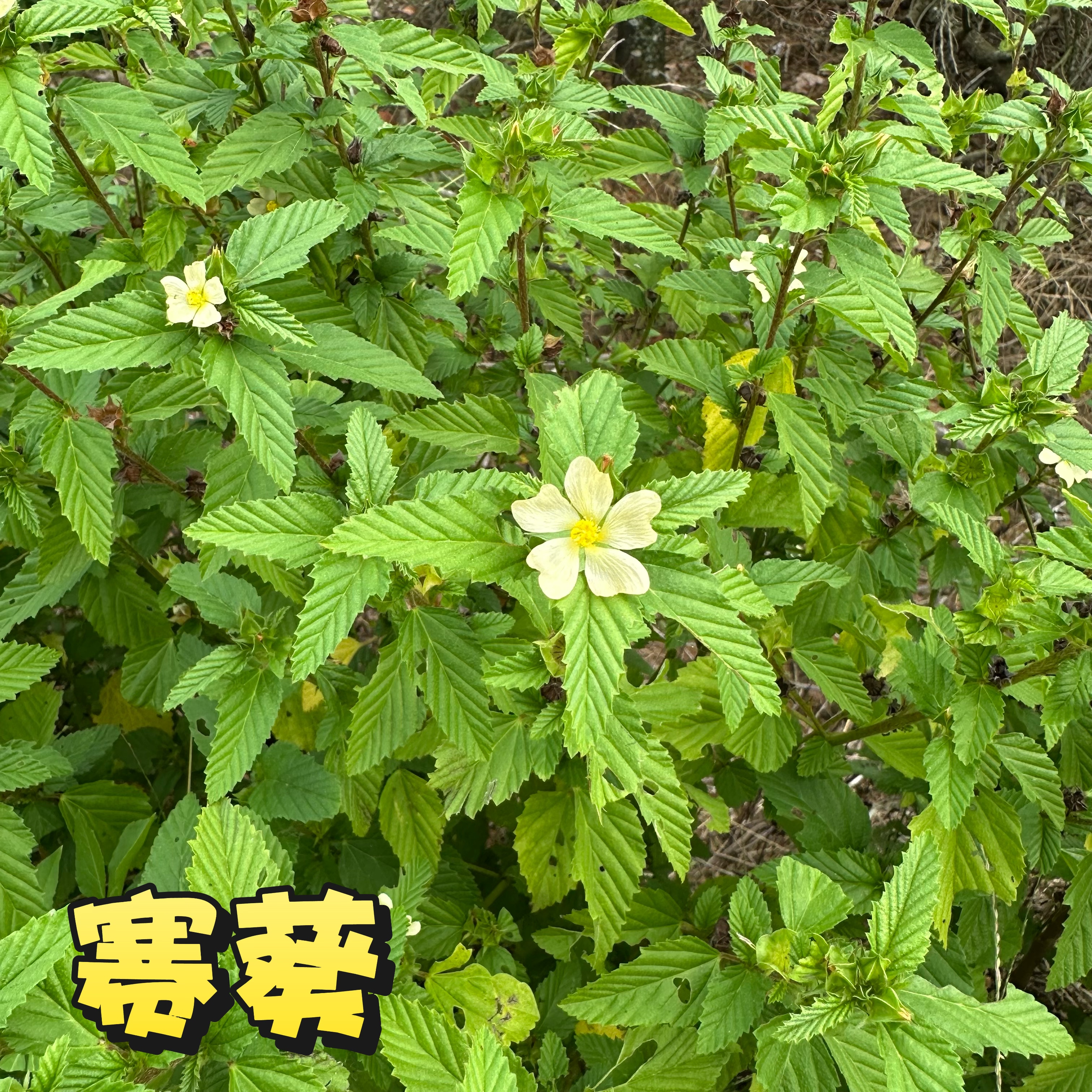 自生赛葵黄花草黄花棉广东发黄大叶黄花婆皱火叶黄花猛山桃仔山麻