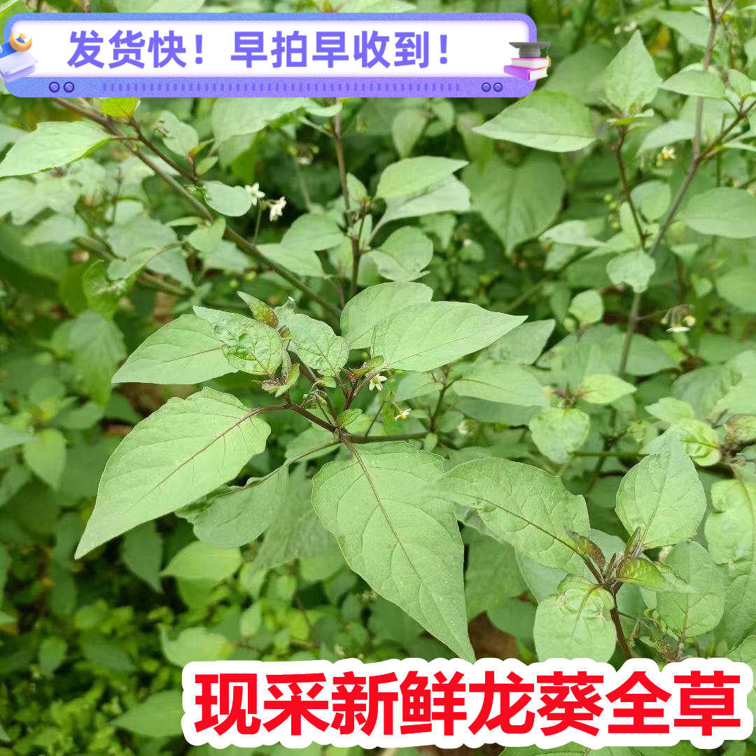 野生新鲜可食用农家采摘龙葵草