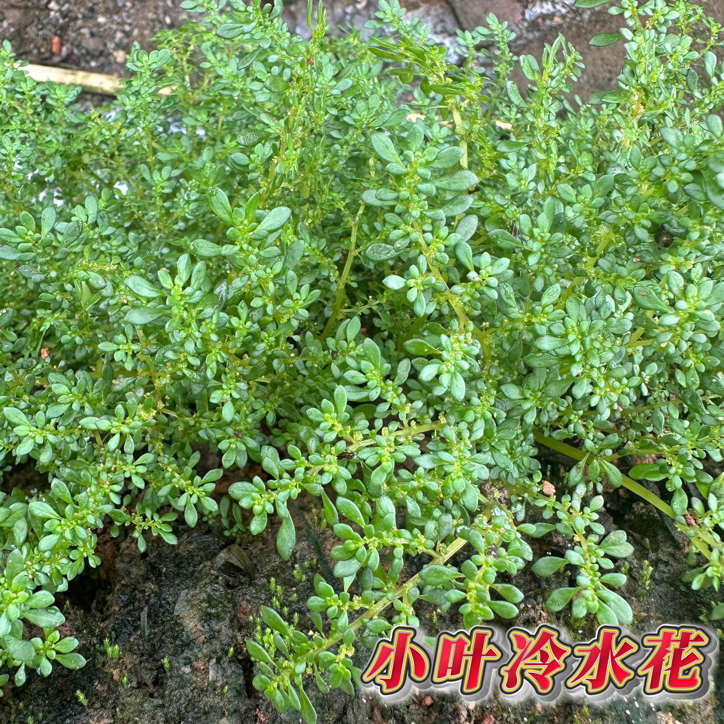 新鲜小叶冷水花蚁仔草广东茂名透明草现采发小叶冷水麻玻璃草包邮