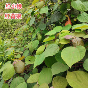 新鲜红帽顶 红背娘 广东红膜树红背山麻杆 红小娘红丹里500克包邮