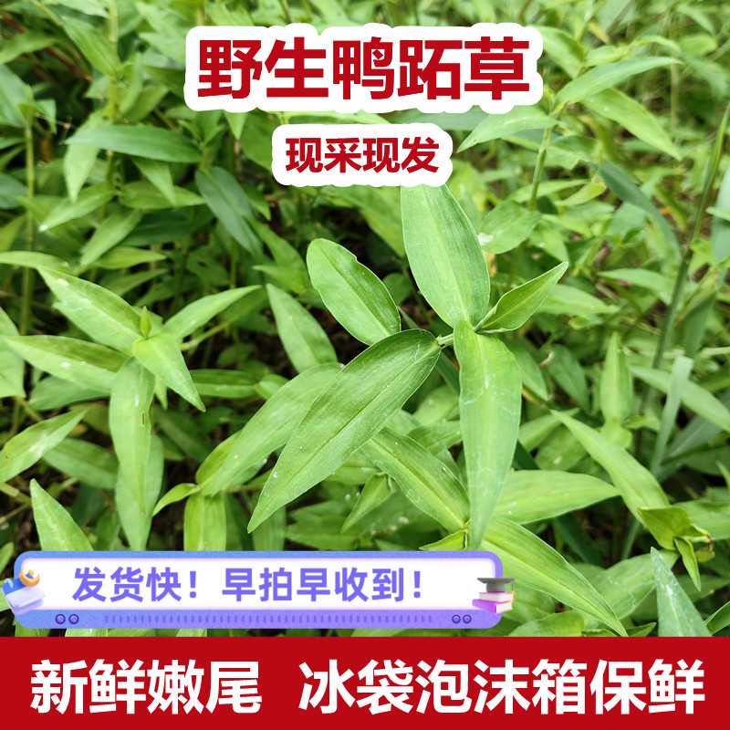 新鲜鸭拓草 现采鸭跖草 500g包邮 竹节菜 广东竹叶菜碧竹子淡竹叶
