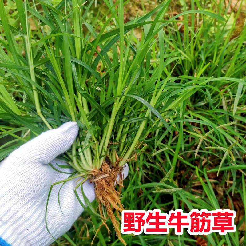 新鲜野生牛筋草 广东茂名千千踏 蟋蟀草 老牛拽 忝仔草千金草包邮