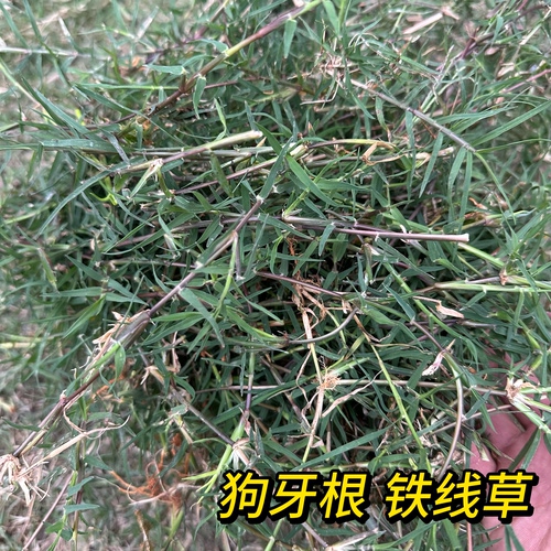 中药材巴根草新鲜 狗牙根现采 铁线草天然生长蟋蟀草自晒新货干品