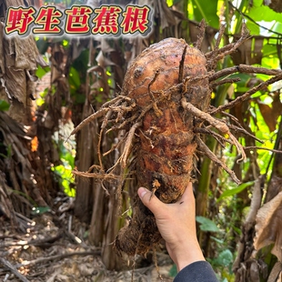 南岭正宗野生野芭蕉根带须现挖现发新鲜蕉头蕉树根干货煲汤中药材