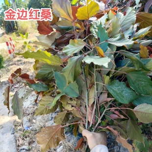 新鲜红桑叶 深山金边红桑叶 金边桑叶 现采金边红桑叶 金边桑包邮