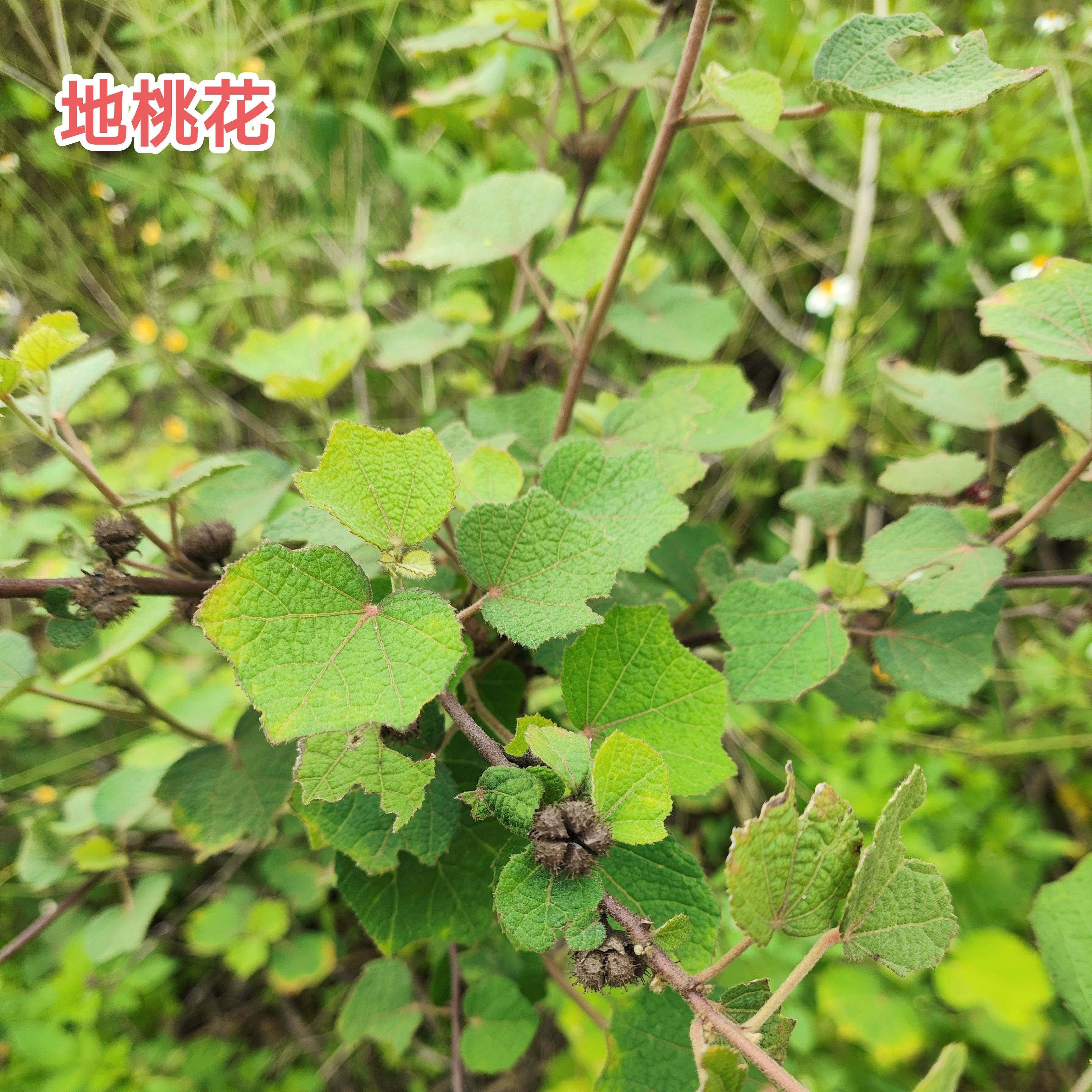 新鲜地桃花根现挖原生态肖梵天花纯根广东发假桃花根梵尚花虱麻头