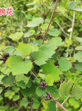 新鲜地桃花根 现挖原生态肖梵天花纯根 广东假桃花根梵尚花虱麻头