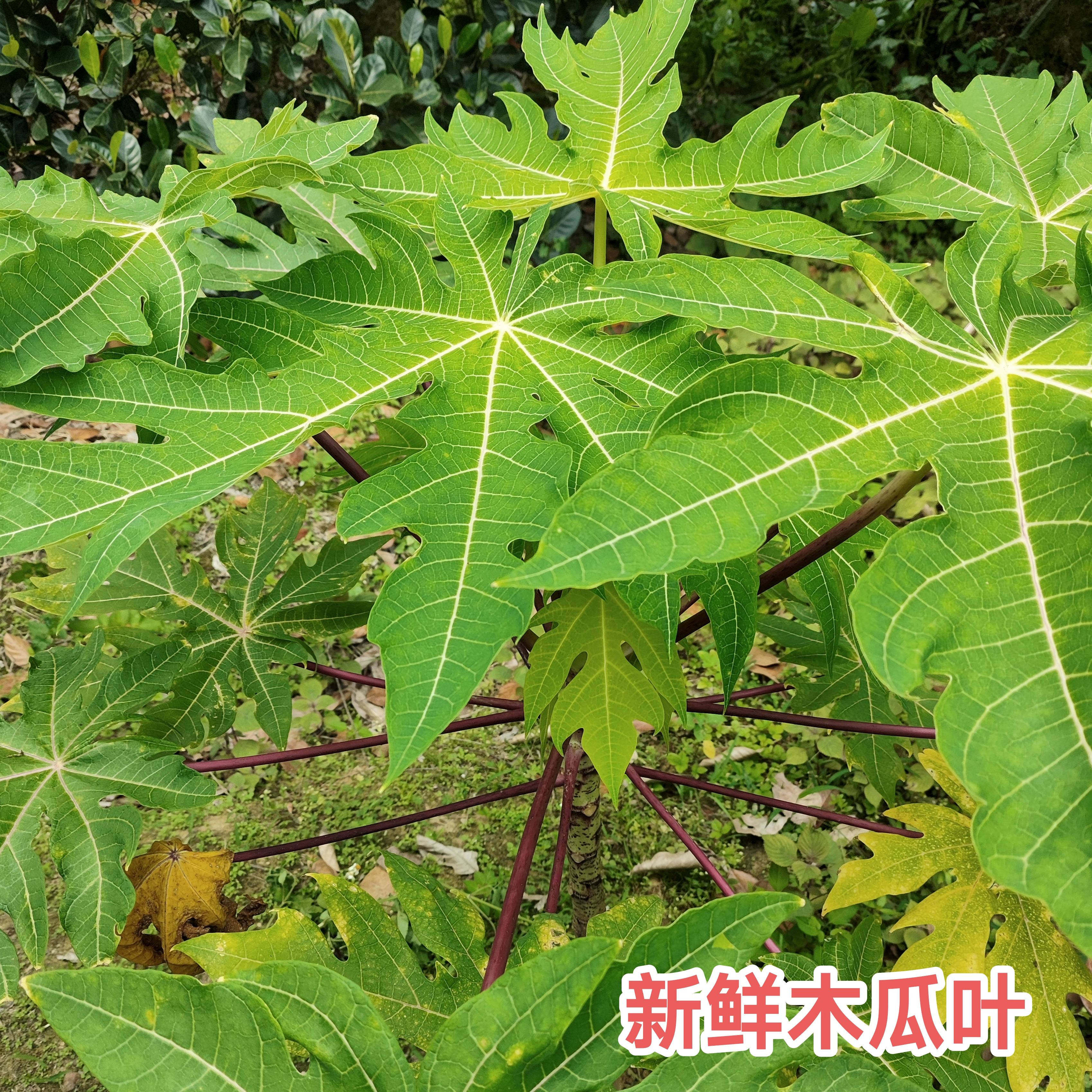 新鲜现摘木瓜树叶农家木瓜叶广东茂名现发番木瓜叶中药材500g包邮