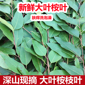 新鲜桉树叶 中草药材桉树叶 大叶桉树叶现摘草药泡澡湿痒500g包邮
