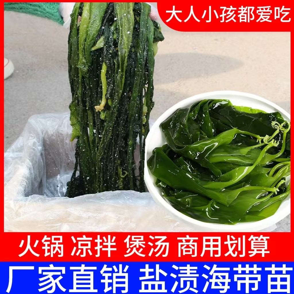 盐渍海带苗特产火锅专用海带苗新鲜凉拌煲汤海带嫩苗商用家用