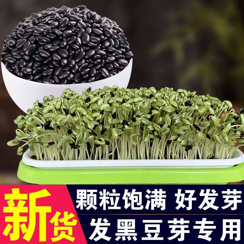 黑豆芽发芽黑豆黑豆苗黑豆种发芽用豆发豆籽芽用豆豆芽菜种