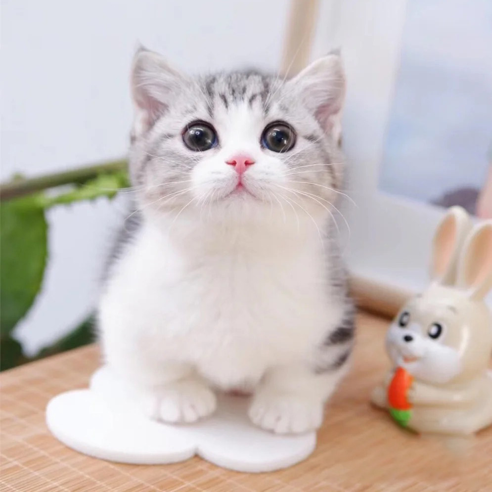 纯种矮脚猫拿破仑长毛猫幼崽活物曼基康短腿猫幼猫宠物猫咪活体猫