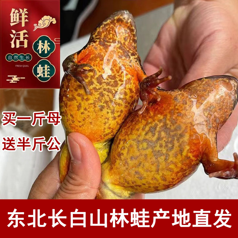 25年东北林蛙鲜活蛤蟆长白山特牛蛙/蛙类制品