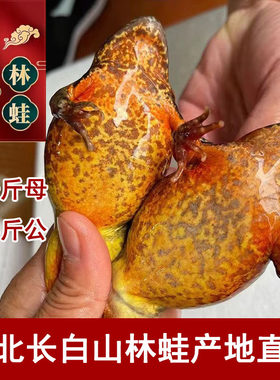 25年东北林蛙鲜活蛤蟆长白山特产雪蛤黄肚活体母豹子顺丰生鲜发货