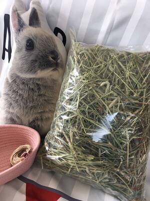 加拿大提草一番提摩西500g兔子