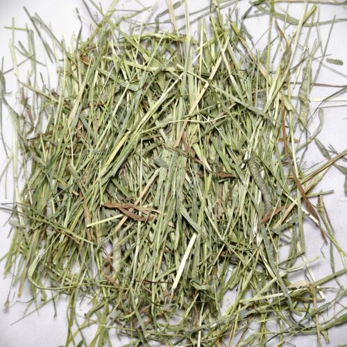 迷宠舍2026进口提摩西兔磨牙主草