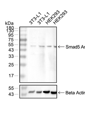 Smad5 抗体 (YA073) MCE HY-P80327
