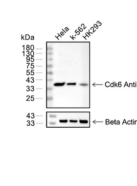 CDK6 抗体 (YA511) MCE  HY-P80079