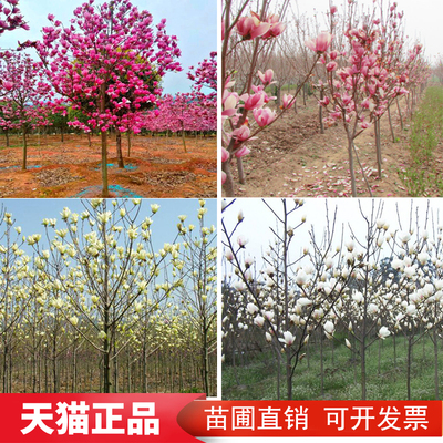 玉兰花树苗庭院别墅地栽带花苞