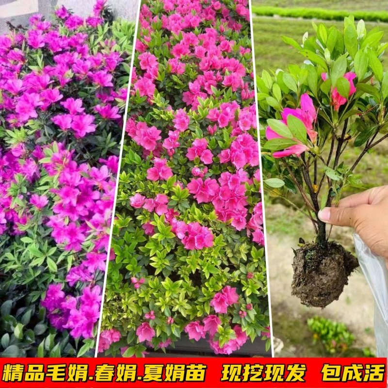 毛娟春鹃夏娟紫鹃苗杜鹃花树苗映山红苗别墅庭院开花地栽四季常青_虎窝淘