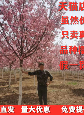 樱花树苗樱花苗日本樱花嫁接早樱晚樱染井吉野庭院绿化苗木工程苗