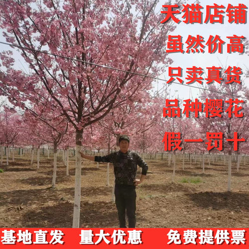 日本樱花耐寒花卉包成活