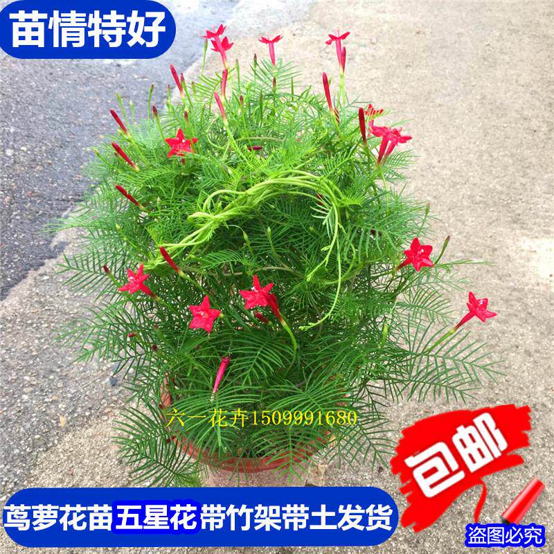 包邮大棵茑萝盆栽 羽叶茑萝苗盆栽 庭院阳台爬藤植物 五角星花苗