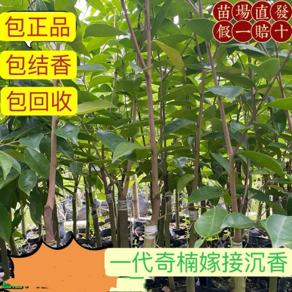 正宗名贵嫁接奇楠沉香树苗棋楠苗母树一代奇楠树苗带叶带原泥发货