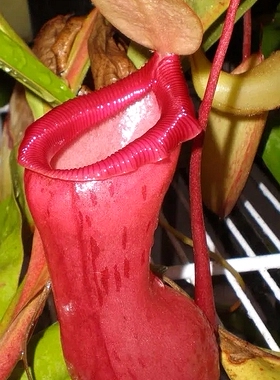 红葫芦猪笼草食虫植物漂亮可爱的笼子稀有ventricosa原种