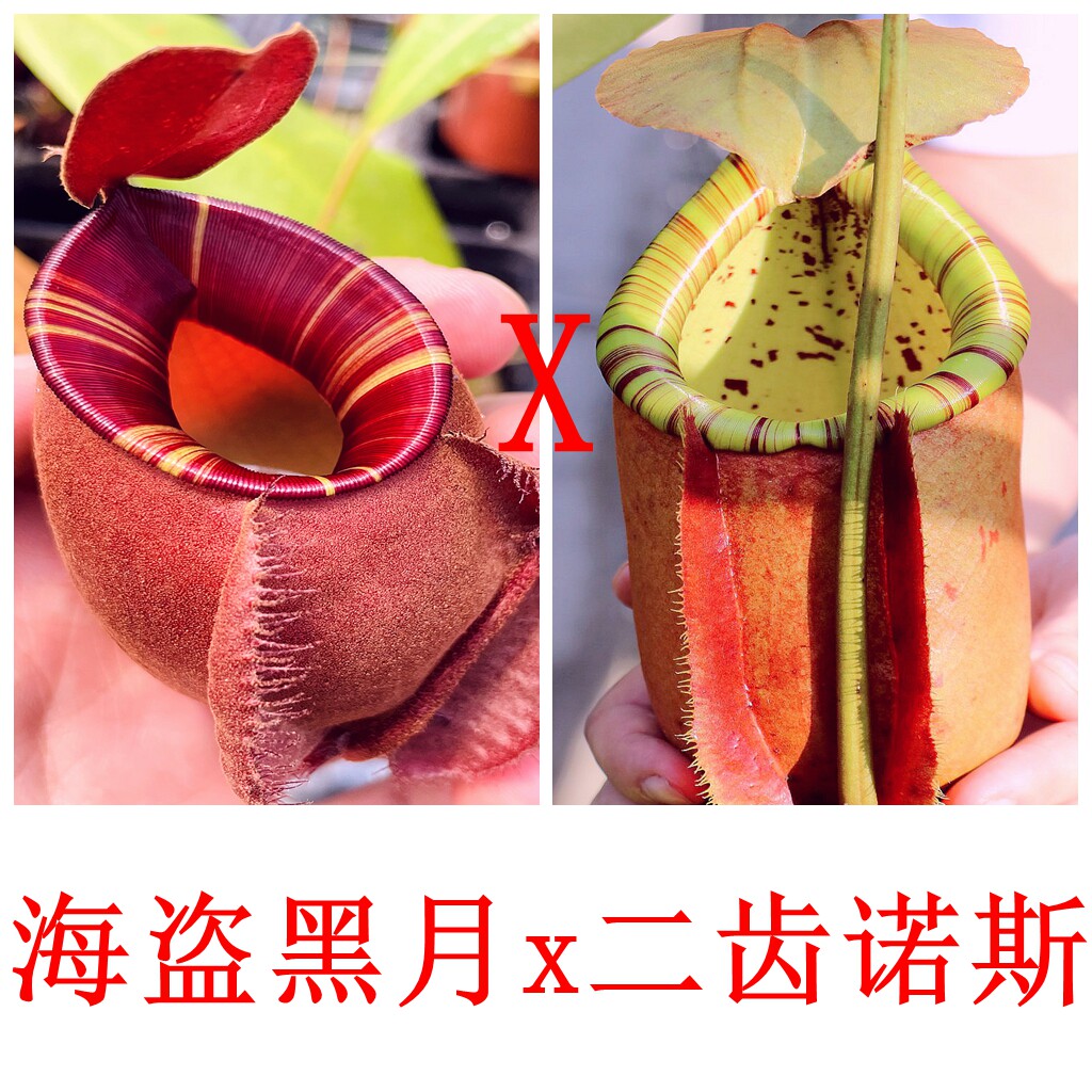 食虫植物海盗黑月亮x二齿诺斯猪笼草低地可爱漂亮种子苗盆栽