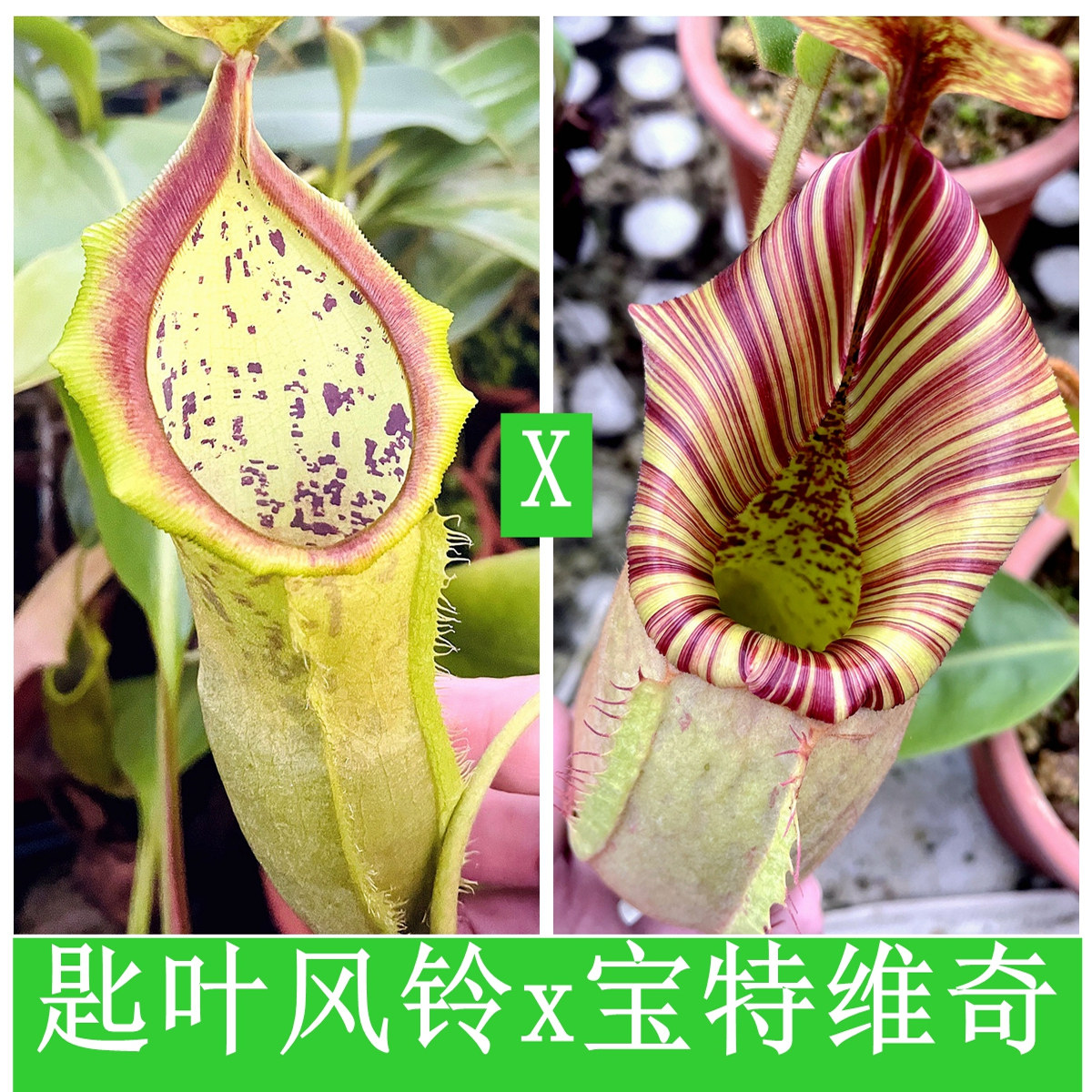 匙叶风铃交劳氏维奇大猪维奇圣杯猪笼草spa x camp x Lvtp TP5225