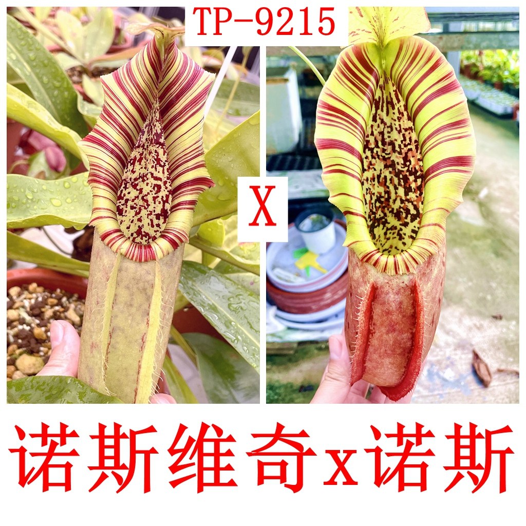 诺斯维奇x诺斯猪笼草种子苗northiana x veitchii x north TP9215
