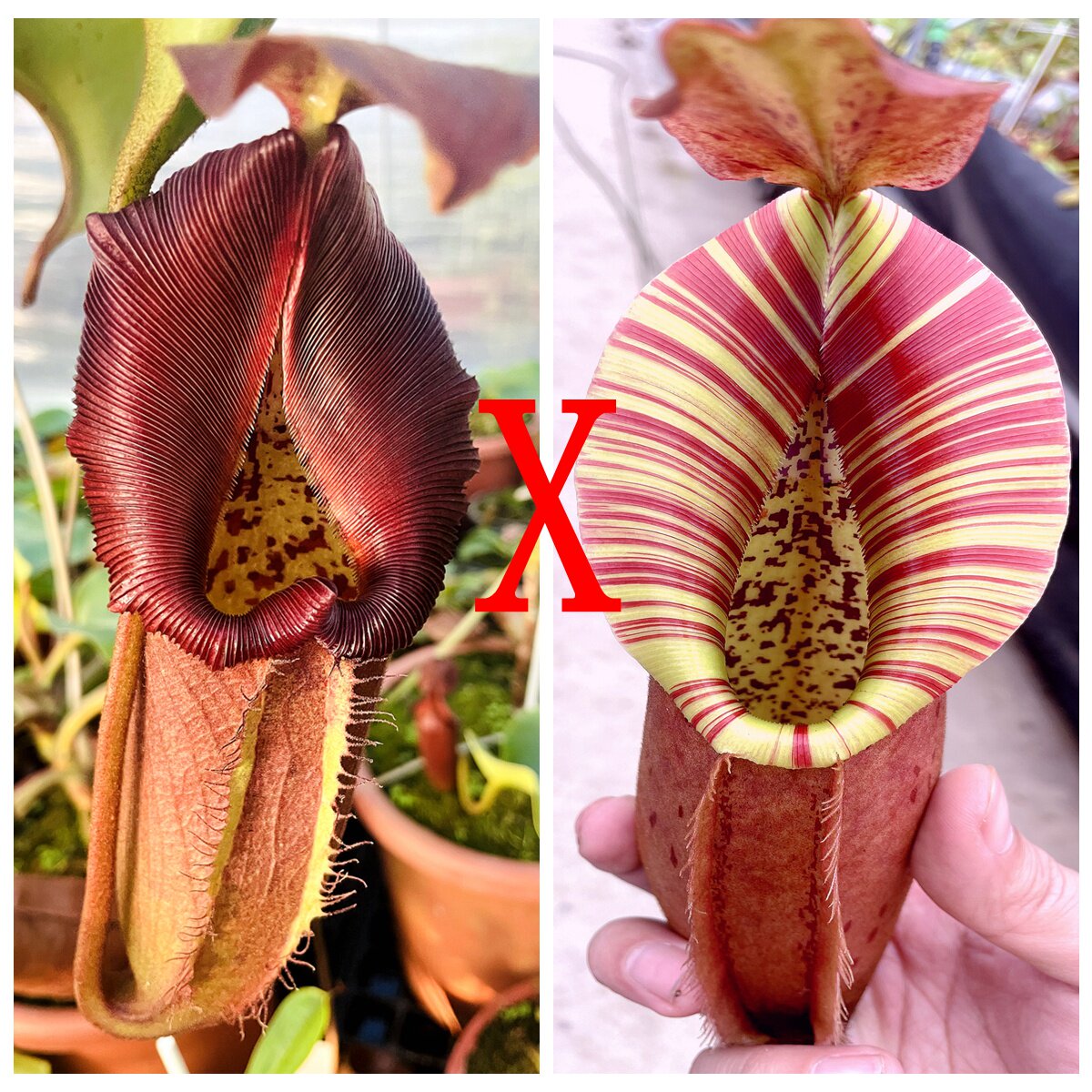 云雾x诺斯x维奇猪笼草种子苗nebularum x northiana x veitchii