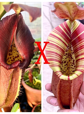 云雾x诺斯x维奇猪笼草种子苗nebularum x northiana x veitchii