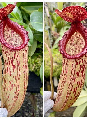 辛布亚交克罗斯猪笼草食虫植物可爱萌sibuyanensis x klossii