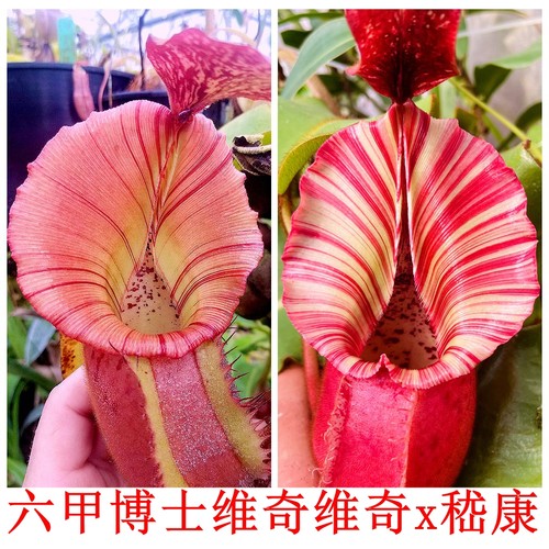 六甲博士维奇维奇维奇猪笼草RBVV x veitchii candy dreamTP9515