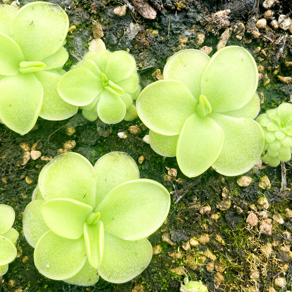 墨兰(白花)捕虫堇多肉食人花捕蝇草驱蚊草喜阴花卉盆栽