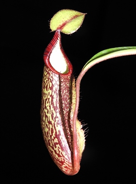 显目交钩唇猪笼草食虫植物低地高地品种非常可爱漂亮的笼子