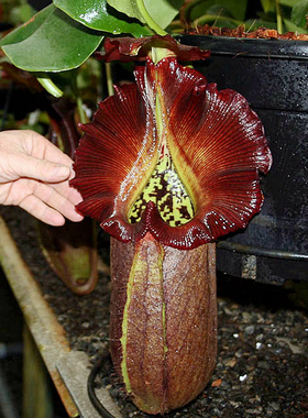 黑宝特猪笼草食虫植物漂亮可爱的笼子稀有梦幻原种robcantleyi