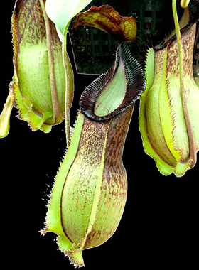匙叶交钩唇猪笼草食虫植物黑暗系的笼子spathulata x hamata