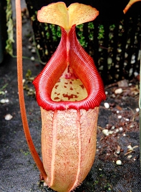 辛布亚交黑宝特猪笼草食虫植物可爱萌sibuyanensis x robcantleyi