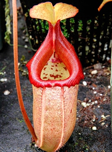 辛布亚交黑宝特猪笼草食虫植物可爱萌sibuyanensis x robcantleyi